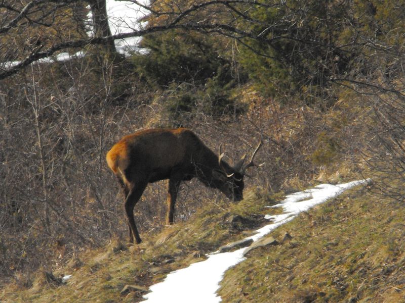 PASSIONE PER IL CERVO